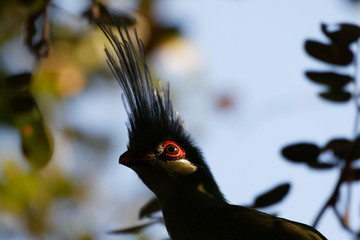Oiseau en Zambie