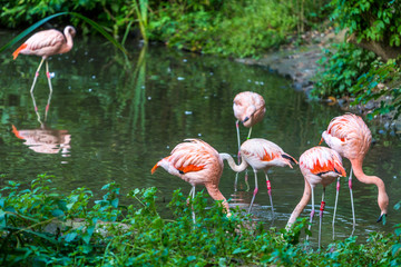 Flamingos