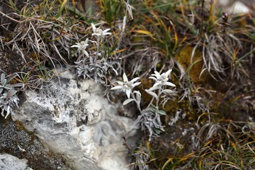 Alpine Edelweiss