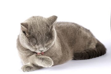 British cat washed closeup on isolation