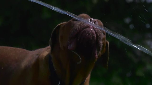 french mastiff dog slobbery drinking hose water 4k