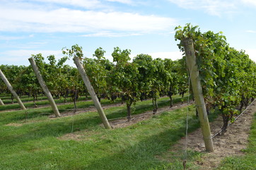 Fototapeta na wymiar rows of growing plants in a vineyard 