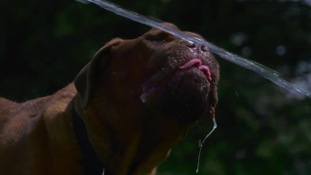 french mastiff dog slobbery drinking hose water slow motion closeup 4k