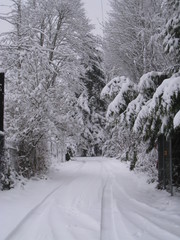 Snow covered lane