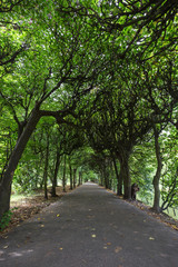 Beautiful tree alley at the Oliwa Park (Park Oliwski). It's a public park in Gdansk, Poland.