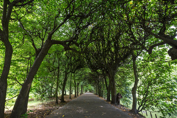 Fototapeta premium Beautiful tree alley at the Oliwa Park (Park Oliwski). It's a public park in Gdansk, Poland.