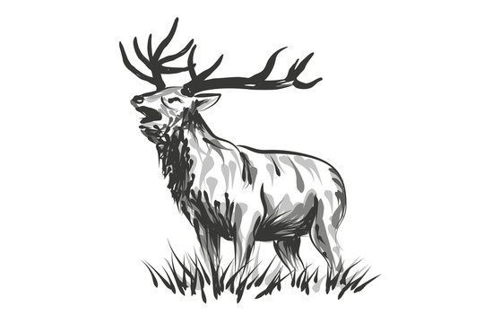 Vector line sketch deer