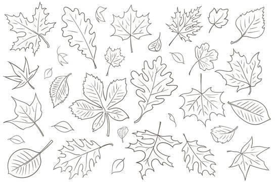 Autumn Maple Leaf PNG Picture, Line Art Of Autumn Maple Leaf, Leaf Drawing, Leaf  Sketch, Autumn PNG Image For Free Download