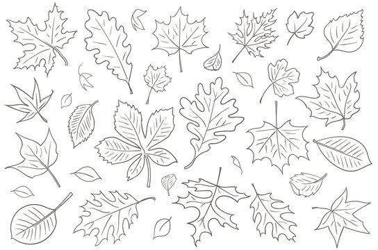 How to Draw Autumn Leaves