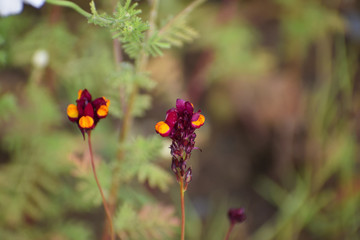 Unusual purple and yellow buds