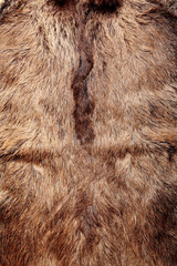Wild boar fur texture, wildlife animal, close up