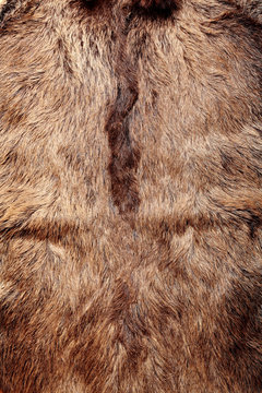 Wild boar fur texture, wildlife animal, close up