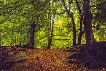 Waldweg im Herbst