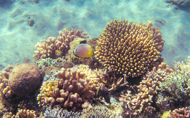 Yellow butterfly fish in coral reef. Tropical seashore inhabitants underwater photo.