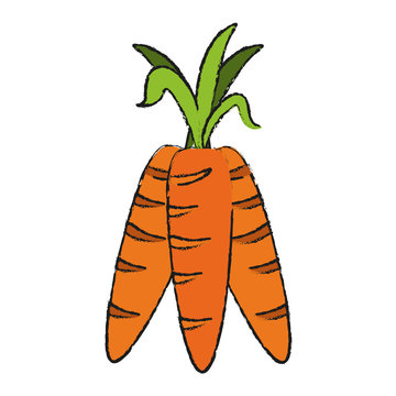 carrot vegetable icon image vector illustration design