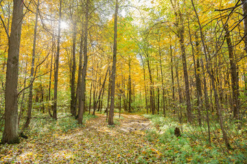 Beautiful autumn forest. The road is strewn with colorful leaves.