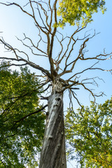 View from below of the gray branches and trunk of a dead tree standing in the forest against blue sky.