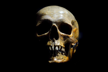 Human skull - 176168260