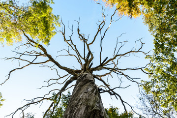 View from below of the gray branches and trunk of a dead tree standing in the forest against blue sky.