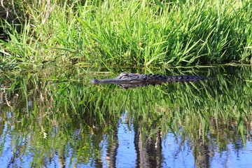 Okefenokee Swamp