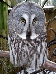 Great Grey Owl Selfie Full Face Portrait