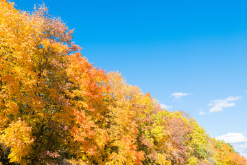 Fototapeta premium All the colors of golden autumn. Beautiful background.