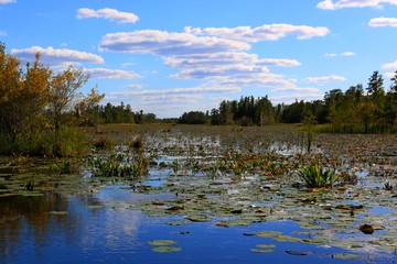 Okefenokee Swamp