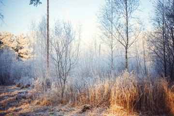 Frost in the forest