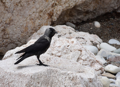 Jackdaw on rock