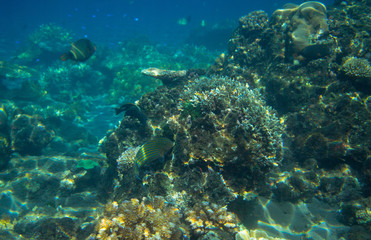 Naklejka na ściany i meble Seascape with coral reef. Tropical seashore inhabitants underwater photo.