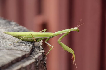 female mantis sits on a tree stump. Insect predator mantis.