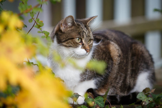Katzenportrait