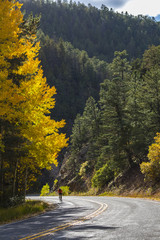 Fototapeta premium a cyclist riding on a windy mountain road under beautiful aspens in fall foliage