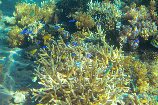 Tropical fish colony in coral. Tropical seashore animal underwater photo.