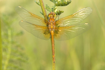 sympetrum flaveolum