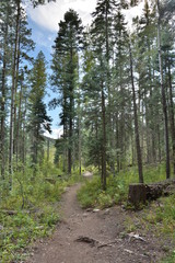 Fototapeta premium mountain spruce 