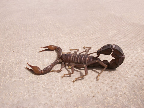 Scorpion. Fauna of Arab Emirates.