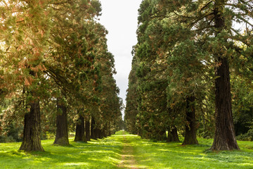 Naklejka premium An alley bordered with giant sequoia trees at sunset.
