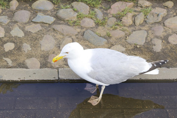 gull in a puddle on the street