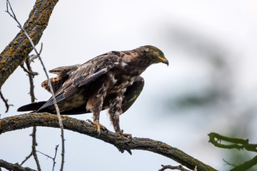 Greater spotted eagle or Clanga clanga