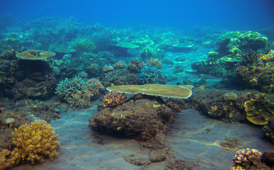 Naklejka na ściany i meble Sea bottom with coral reef. Tropical seashore inhabitants underwater photo.