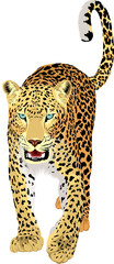 vector isolated leopard or jaguar