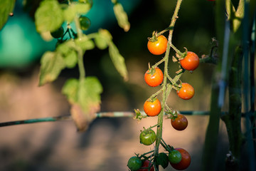 Cherry tomatoes, F1 Sweet Million, ripening on the vine in natural environment. Tomatoes without gmo.