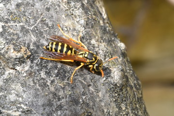 wasp vespa