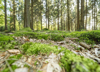 sunny forest scenery