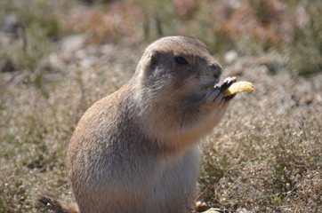 Prairie Dog 2