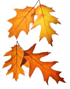 Autumn leaves of oak tree isolated on white background.