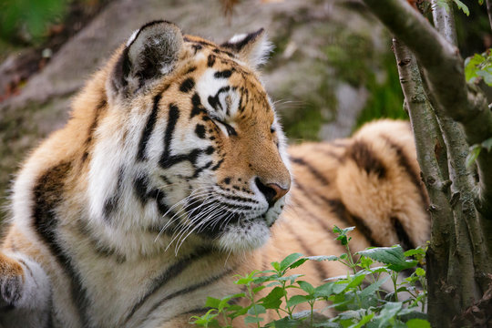 Siberian tiger panthera tigris altaica in zoo