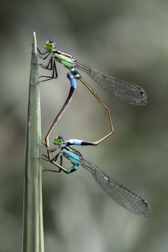 Two dragonflies mating, Indonesia