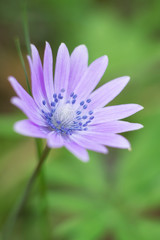 Fiore